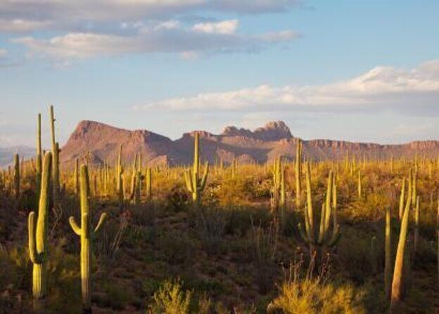 3 Hour Guided TomCar ATV Experience in Sonoran Desert - Riding a Military-Grade Tomcar UTV in the Sonoran Desert