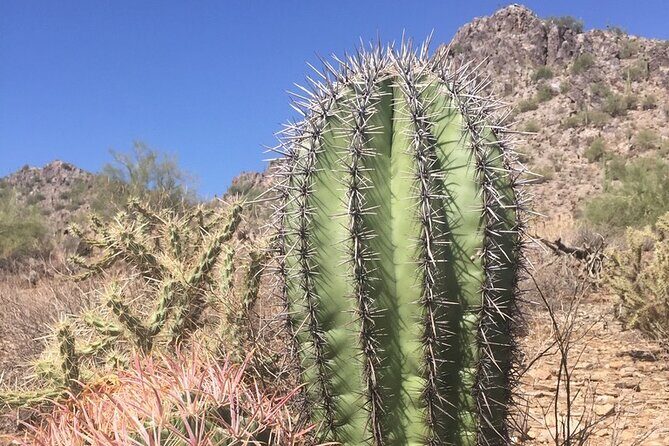 Amazing 2-Hour Guided Hiking Adventure in Phoenix, Arizona - Wildlife, flora, and geology lessons you’ll actually remember
