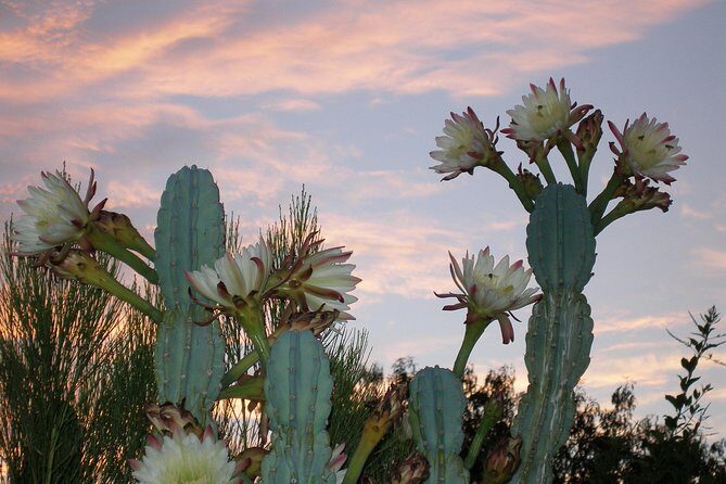 Apache Trail and Dolly Steamboat Van Tour - What the guide brings: history, plants, and keeping the day smooth