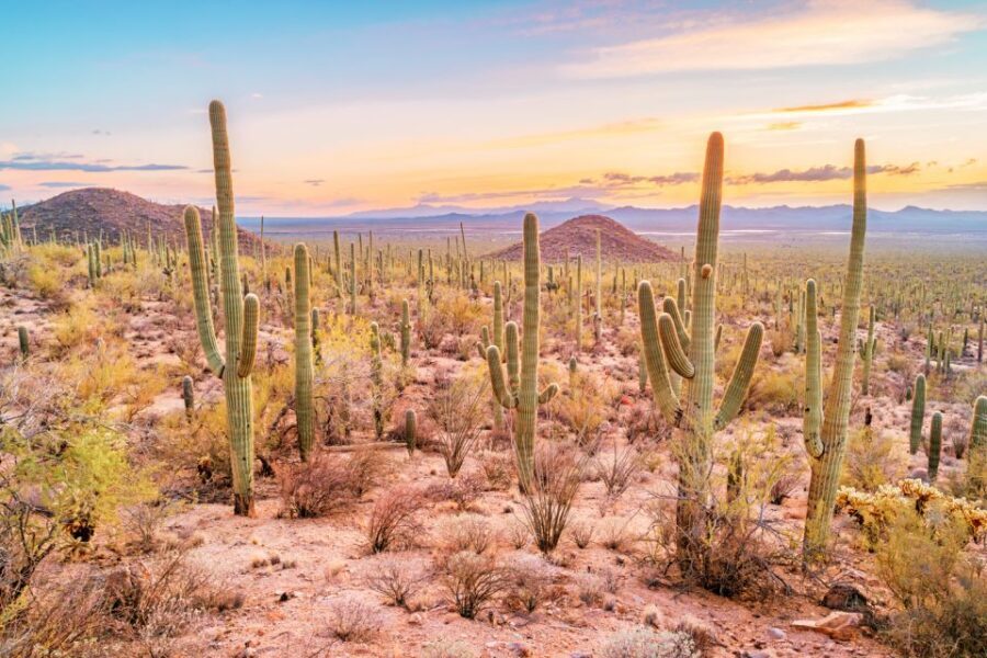 Box Canyon and Pinal Mountains Half-Day ATV Tour - Why this Florence Arizona ATV tour is worth your half day