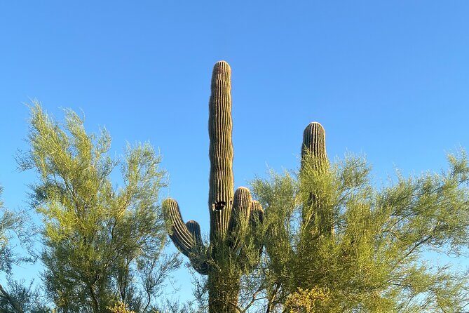 Desert Botanical Garden: Peaceful, All Inclusive Walking Tour PHX - What Your Guide Brings: Plant Stories With Western and Indigenous Roots