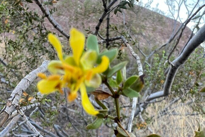 Desert Botanical Garden: Peaceful, All Inclusive Walking Tour PHX - Photo Stops and Cactus Candy: Small Details That Make It Memorable