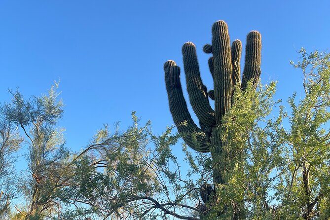 Desert Botanical Garden: Peaceful, All Inclusive Walking Tour PHX - The Value Question: Is $125 Fair for What You Get?