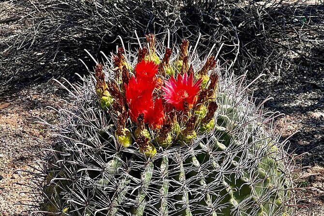 Desert Botanical Garden: Peaceful, All Inclusive Walking Tour PHX - Who Should Book This Walking Tour (and Who Might Skip It)