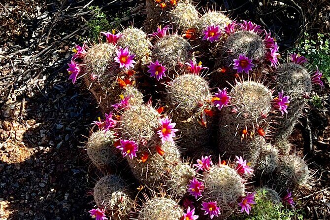 Desert Botanical Garden: Peaceful, All Inclusive Walking Tour PHX - Inside Desert Botanical Garden: Admission That Lasts the Day