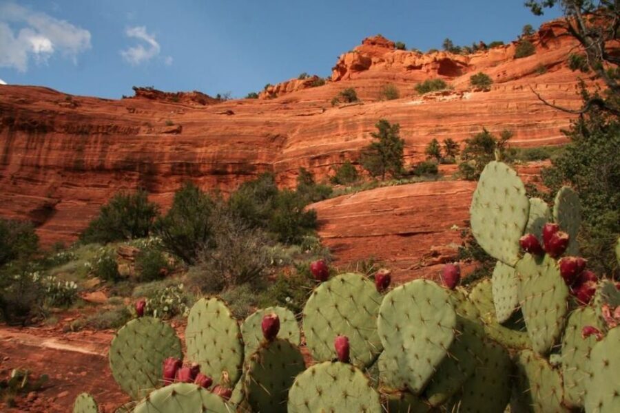 From Phoenix: Full-Day Sedona Small-Group Tour - Key things to know before you go