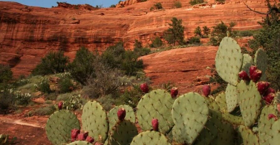 From Phoenix: Full-Day Sedona Small-Group Tour - Getting to Sedona in a 9- or 13-Seat Van (and What Pickup Really Means)