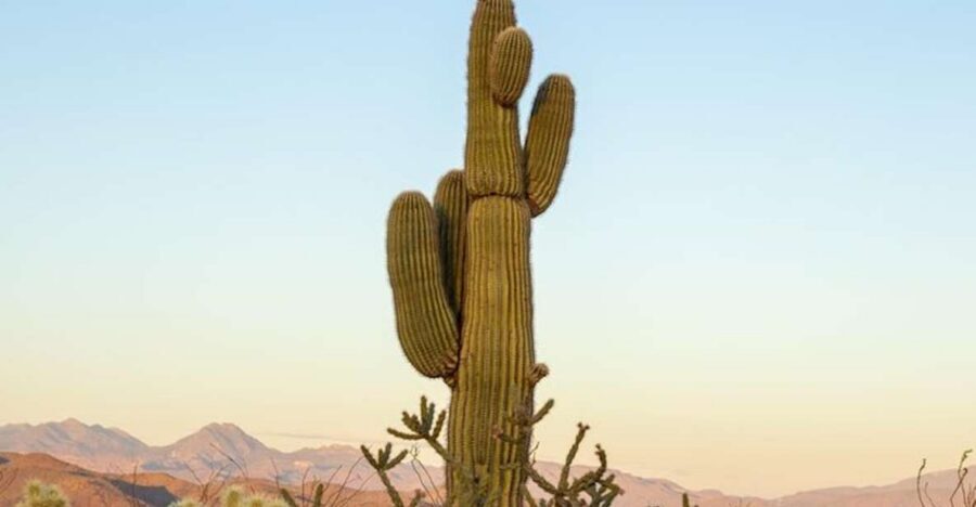 From Scottsdale: Sonoran Desert & Tonto National Forest Trip - Price check: is $150 per person worth two hours?