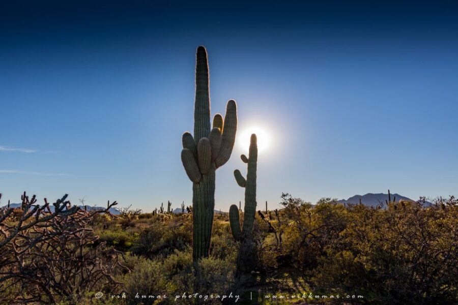 From Scottsdale: Sonoran Desert & Tonto National Forest Trip - Should you book the Sonoran Desert & Tonto tour from Scottsdale?