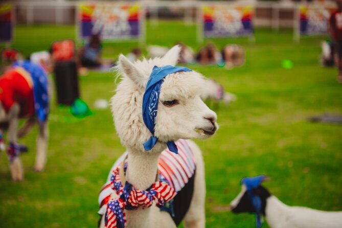 Goat and Alpaca Sound Bath - Gilbert Arizona - A 1-hour goat yoga sound bath in Gilbert’s evening air