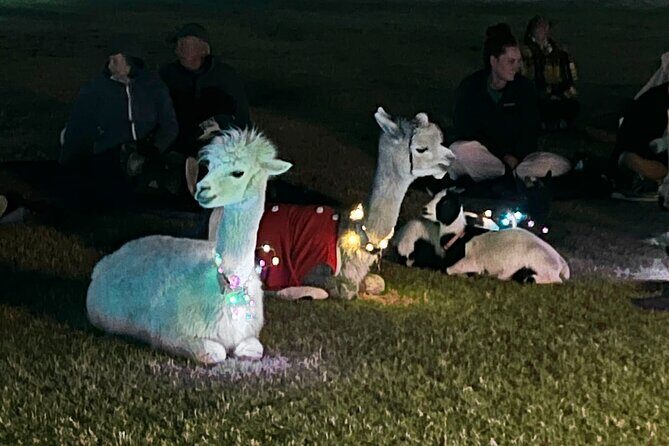 Goat and Alpaca Sound Bath - Gilbert Arizona - Do you need yoga experience? Keep your expectations right