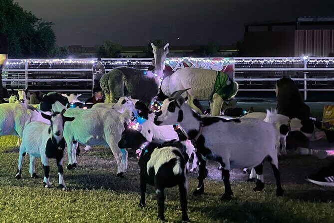 Goat and Alpaca Sound Bath - Gilbert Arizona - Best for families, animal lovers, and stress-shedders