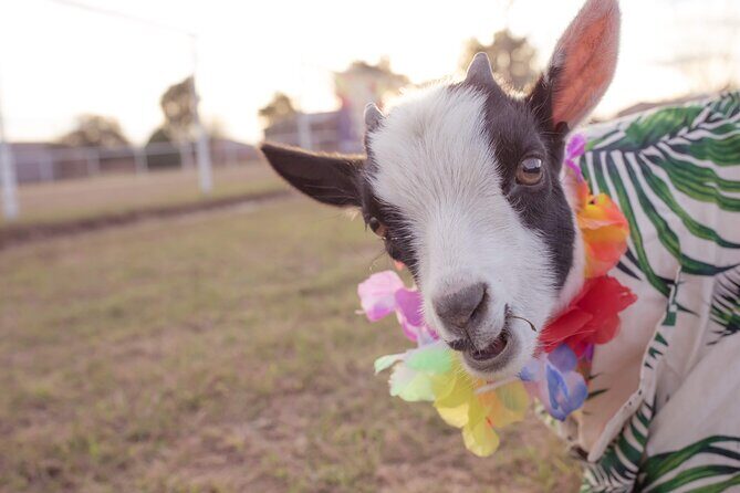 Goat and Alpaca Sound Bath - Gilbert Arizona - What could disappoint you (and how to plan around it)