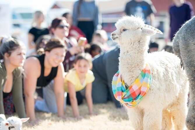 Goat and Alpaca Yoga in Arizona - What Happens During the Class (and How the Goats Join In)