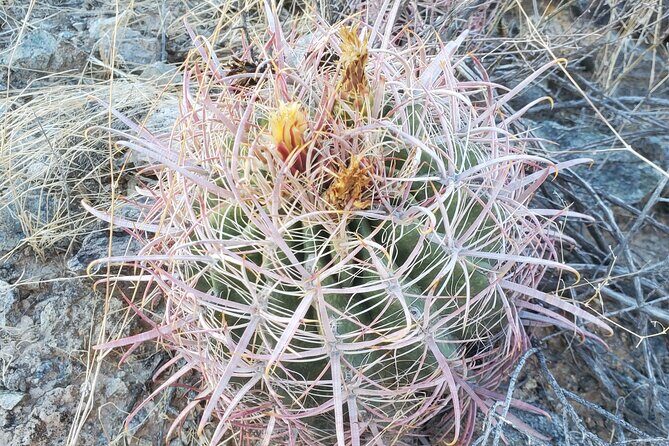 Guided Desert Sunrise or Evening/Sunset 2-Hour Hike at South Mtn - Key Things I Think You’ll Care About