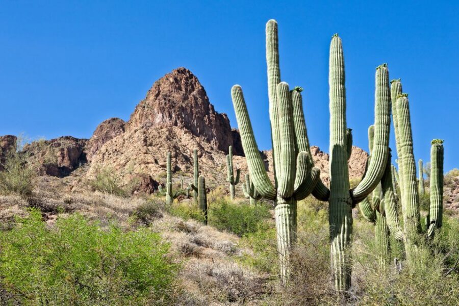 Phoenix/Scottsdale: Apache Trail Tour & Canyon Lake Cruise - Tortilla Flat and the Superstition Saloon: where lunch becomes part of the story