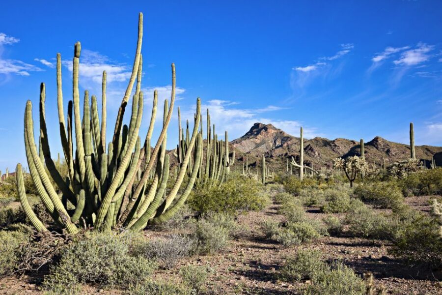 Phoenix/Scottsdale: Apache Trail Tour & Canyon Lake Cruise - Should you book this Apache Trail Tour?
