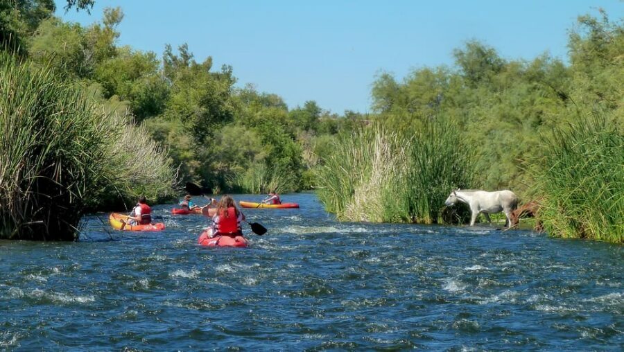 Phoenix: Self-Guided Kayaking Trip to Foxtail - Lower Salt River to Foxtail: the scenery that makes the paddle worth it