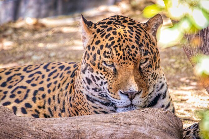 Phoenix Zoo Admission Ticket - What to Expect From the Big Animal Draws