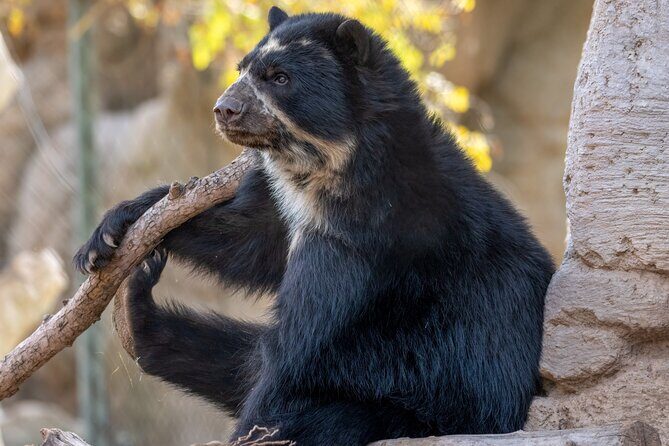 Phoenix Zoo Admission Ticket - Stingray Bay, Safari Cruiser, and Carousel: How to Use the Time