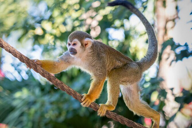 Phoenix Zoo Admission Ticket - Food, Drinks, and Costs: Plan Smart So You Don’t Overspend