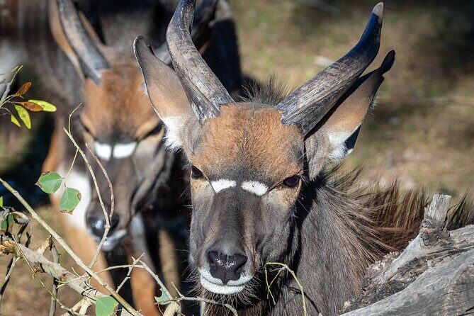 Phoenix Zoo Admission Ticket - Heat Reality Check: When Animals Are Harder to See