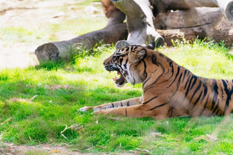 Phoenix Zoo One Day General Admission Ticket - Who should book this one-day ticket?