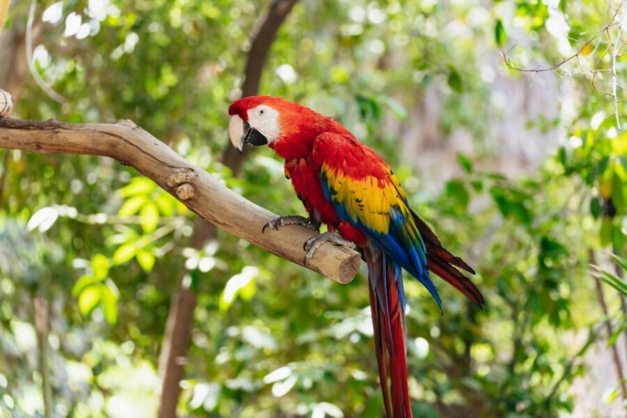 Phoenix Zoo One Day General Admission Ticket - Timing, entry, and planning your route without stress