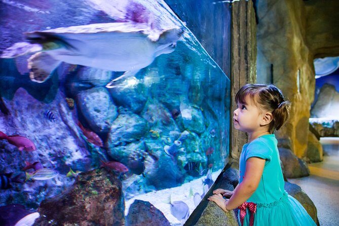 SEA LIFE Aquarium Arizona Admission Ticket - Live feedings and talks: how to plan around the best moments