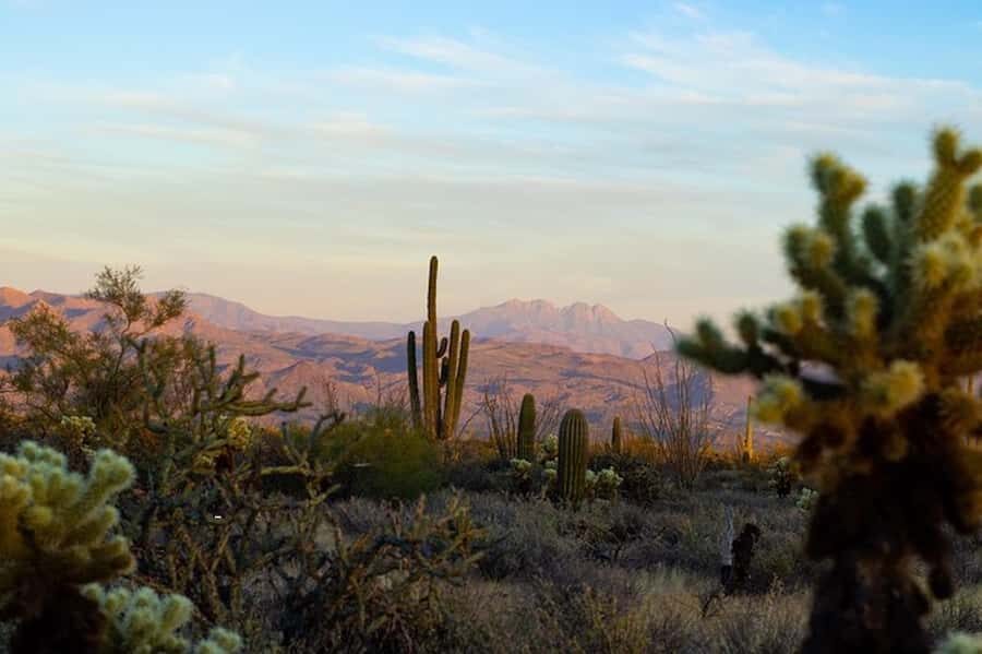 Sonoran Desert: Sunset Jeep Tour with Tonto National Forest - Tonto National Forest dirt roads: saguaro country at the right pace